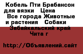 Кобель Пти Брабансон для вязки › Цена ­ 30 000 - Все города Животные и растения » Собаки   . Забайкальский край,Чита г.